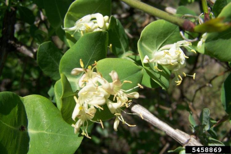 Honeysuckle, Dwarf shrub Vermont Invasives